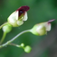 Scrofularia nodosa
