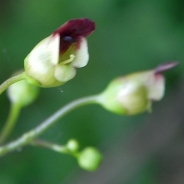 Figwort