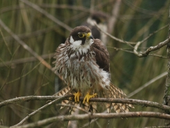 Eurasian hobby