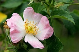 Rosa di macchia