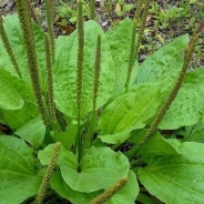 Broadleaf plantain