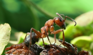 Red wood ant