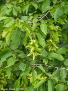Carpino bianco