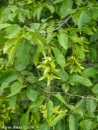 Common hornbeam