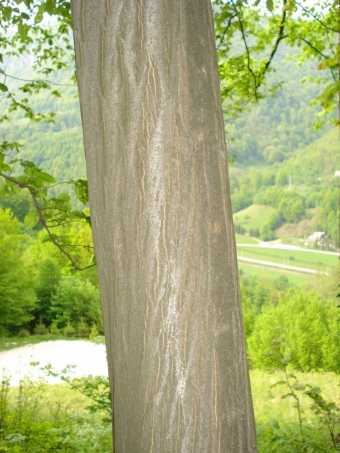 Obični grab