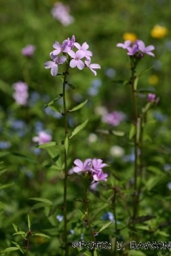 Dentaria minore