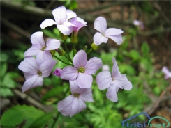 Dentaria minore