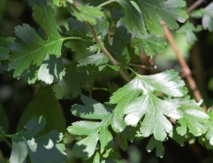 Common hawthorn