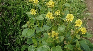 Charlock mustard