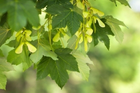 Sycamore maple