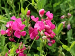 Tuberous pea