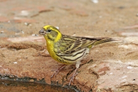 European serin 