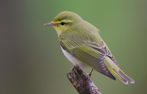 Wood warbler 