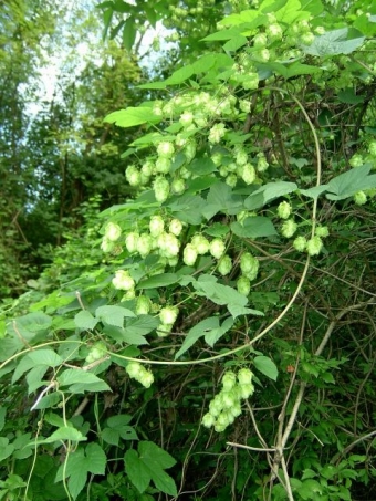 Luppolo 