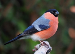 Eurasian bullfinch, common bullfinch or bullfinch 