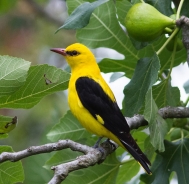 Eurasian golden oriole 