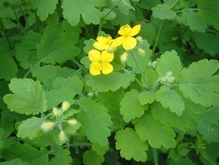 Greater celandine