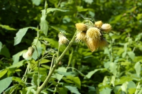 Yellow thistle