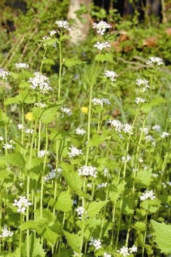 L'alliaria 