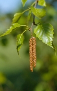 Betulla bianca