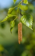 Silver birch