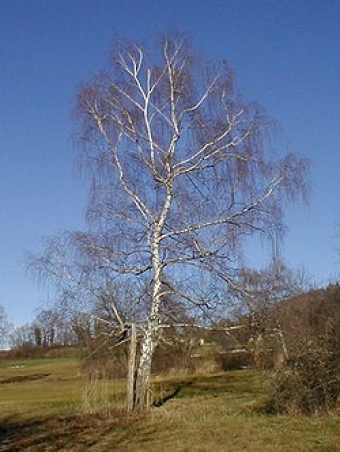 Obična breza