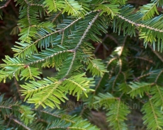 Silver fir