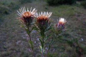 Carlina comune