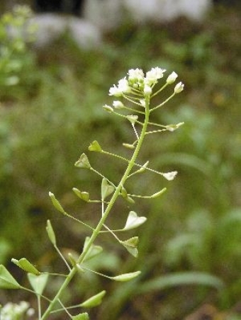 White flowers of shepherd's purse blooming in... - Stock Photo [101540007]  - PIXTA