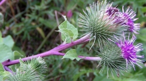 Greater burdock