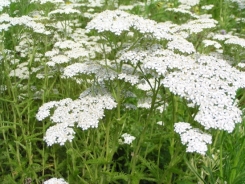 Achillea millefoglie