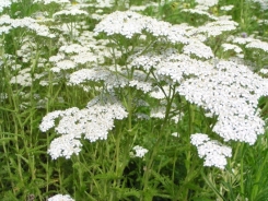 Common yarrow