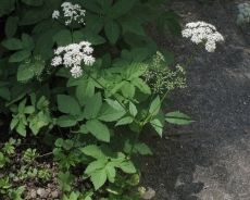 Ground elder