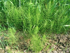 Field horsetail