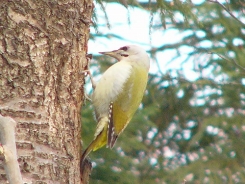 Grey-headed woodpecker