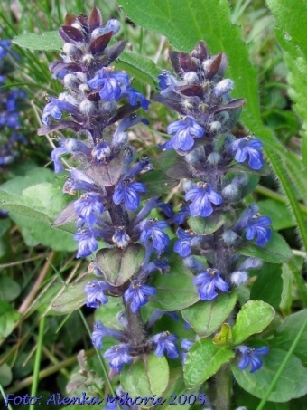 Bugola 