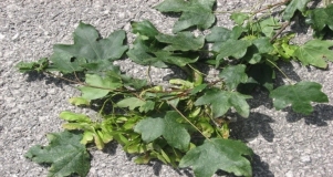 L'acero campestre 