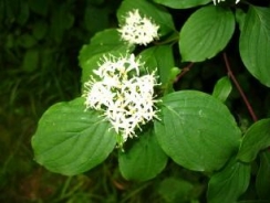 Common dogwood