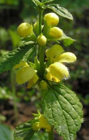 Gorska rumenka | Rastlina | Life Habitats