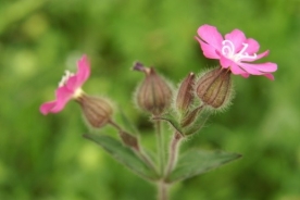 Red campion