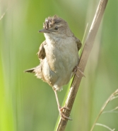 Savi's warbler