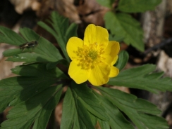 Yellow anemone