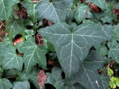 Edera comune