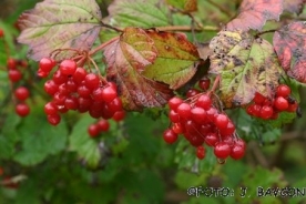 Guelder-rose