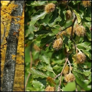 European beech 