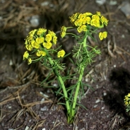 Cypress spurge