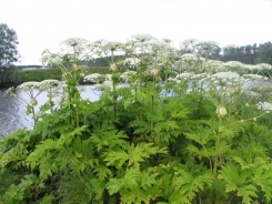 Hogweed