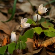  Acetosella dei boschi