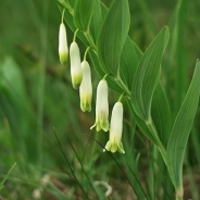 Sigillo di Salomone