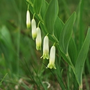 Angular Solomon's seal